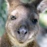 wallabee09